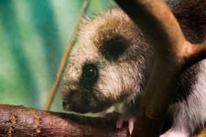 북부루손자이언트구름쥐의 클로즈업.