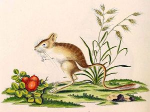 북부세발가락뛰는쥐