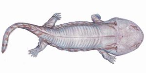 쥐라기의 분추류인 시더롭스