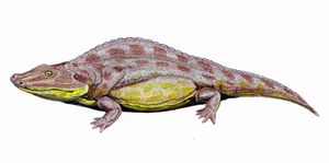 림나르키아류인 스클레로토락스(Sclerothorax)