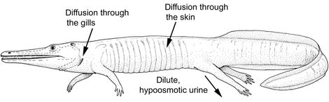 아케고사우루스(Archegosaurus)의 물 균형 연구 모델