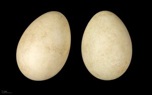 붉은가슴기러기 알