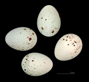 붉은가슴방울새의 알.