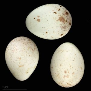 Linaria cannabina mediterranea 아종 - MHNT