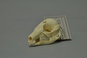 붉은목덤불왈라비 두개골