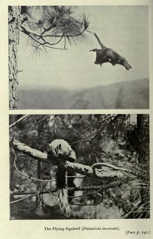 리처드 힝스턴이 1914–16년에 촬영한 활공하는 모습과 앉아있는 P. (p.) albiventer