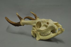 경사진 가지뿔과 뿔 및 송곳니를 가진 성숙한 수컷의 두개골