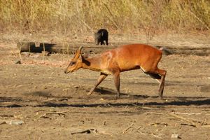 인도네시아의 남부 붉은문착