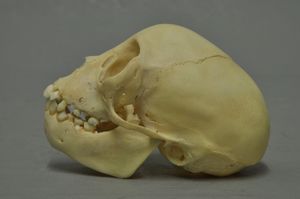 붉은얼굴거미원숭이의 두개골