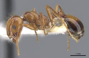 모식 표본, 브라질에서 채집된 S. invicta