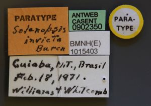 S. invicta 부모식 일개미의 Casent 라벨