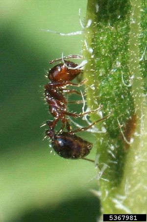 노동자가 해바라기에서 먹이를 찾고 있음