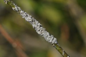 붉은불개미와 Phenacoccus solenopsis는 서로 공생 관계를 형성했다.