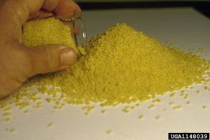 개미에 사용되는 미끼