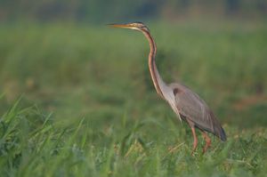 인도 마하라슈트라 주 포와이 호수의 붉은왜가리