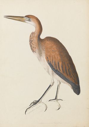 Ardea purpurea Linnaeus의 수채화: 붉은왜가리