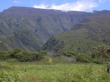 하와이에서 침입종으로 성장