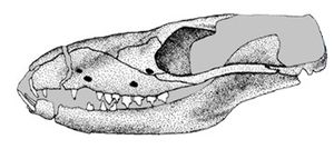 UFRGS-PV-1030-T의 두개골, 원래는 미니키노돈(Minicynodon)으로 분류됨