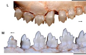 UFRGS-PV-0611-T의 위쪽 어금니와 UFRGS-PV-0603-T의 아래쪽 어금니 비교(L), 전통적으로 브라질리테리움(M)에 속하는 것으로 여겨짐