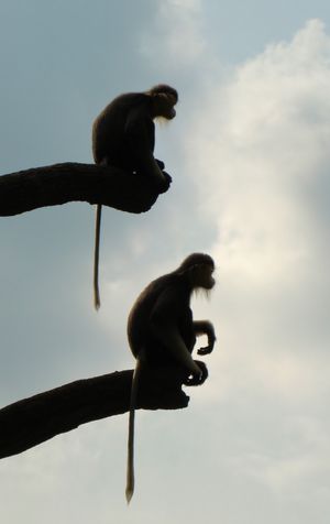 붉은정강이두크의 옆 모습