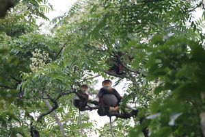 붉은정강이두크 무리