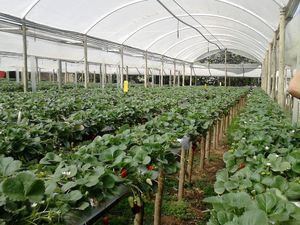 에스티바, 미나스 제라이스의 딸기