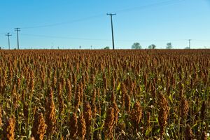 고이아스 주의 수수 재배지