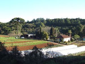 알미란테 타만다레(Almirante Tamandaré) 시골 지역의 원예