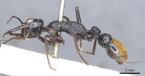 M. mandibularis