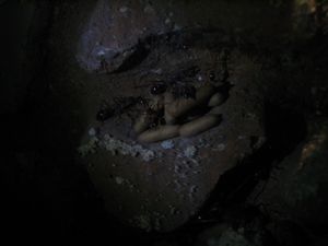 번데기들과 함께 있는 포획된 군체