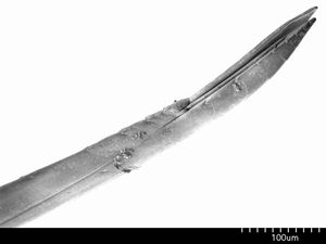 M. nigriscapa의 침