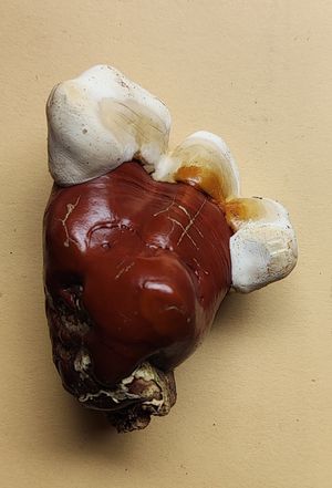 초기 성장 단계