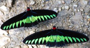 쿠알라 워에서 수컷 두 마리