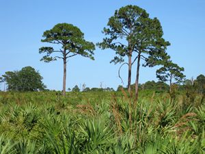 소나무 평원과 모래 소나무 덤불