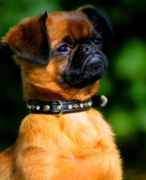 단모 페티 브라방송