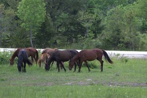 브리시트 군, 켄터키 주 사우스포크 엘크뷰에서 볼 수 있는 야생마들
