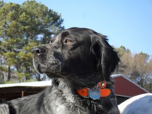 흑백 프랑스 브리트니