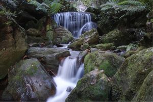 루라의 작은 폭포. 이곳의 열대 우림 식물에는 남부 사사프라스와 검은 올리브 열매가 있으며, 둘 다 잔류 식물로 곤드와나 시대의 유물이다.