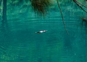 블루마운틴스에 서식하는 오리너구리