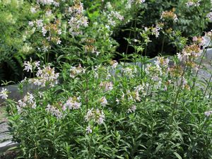 프라하 식물원에서 꽃이 핀 덩어리