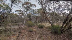 멀리 환경의 예