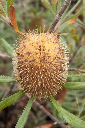 이 종이 주로 발견되는 곳인 Banksia ornata