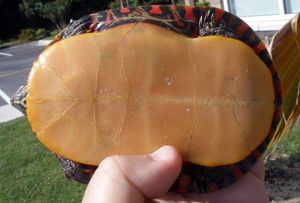 동부 비단거북의 배딱지