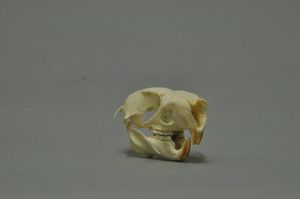 비크로프트날다람쥐 두개골