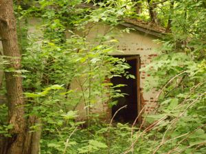 체르노빌 주변의 사고 지역에서 식물이 집을 되찾는 모습