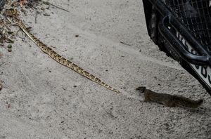 경고 신호를 보내며 다른 개체에게 경고하는 동안 퍼프 애더를 쫓는 다람쥐