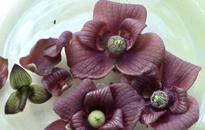 꽃의 부분과 단계 (아래는 암꽃, 오른쪽은 꽃가루가 풍부한 수꽃)