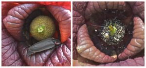 아래로 매달린 뽀뽀나무 꽃. 암꽃 단계(왼쪽)와 수꽃 단계(오른쪽).