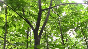 미시간 주의 야생 뽀뽀나무 군락. 보이는 모든 줄기가 하나의 개체에서 나온 클론일 수 있다.