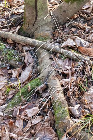 뽀뽀나무는 얕게 뻗는 뿌리줄기(근경)를 통해 야생에서 군락을 형성한다.
